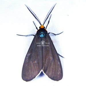 CTENUCHA VIRGINICA